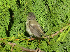 Vireo huttoni