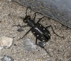 Cicindela ocellata