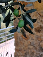 Anacridium aegyptium