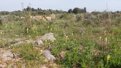 Lachenalia orchioides