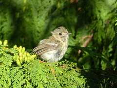 Vireo huttoni