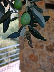 Anacridium aegyptium