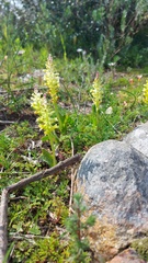 Lachenalia orchioides