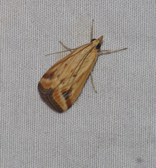 Achyra massalis