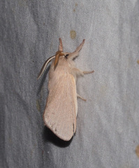 Lasiocampidae