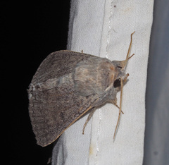 Pandesma submurina