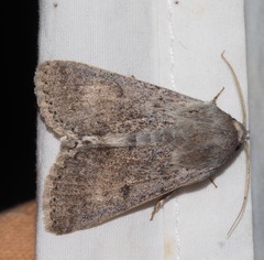 Pandesma submurina