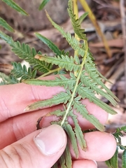 Pteridium esculentum
