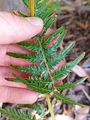 Pteridium esculentum