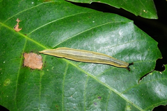 Vaginulus taunaisii