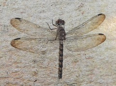 Tyriobapta torrida