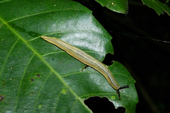 Vaginulus taunaisii