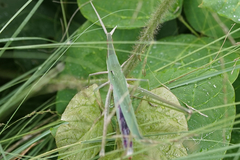 Acrida cinerea