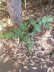 Pteridium esculentum