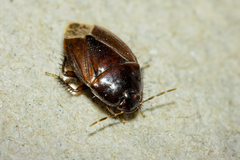 Macroscytus brunneus