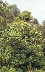 Neoboutonia macrocalyx