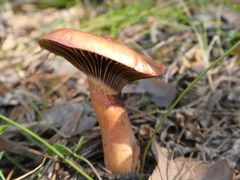 Chroogomphus rutilus