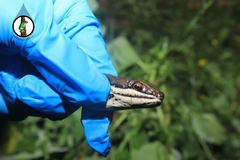 Masticophis bilineatus