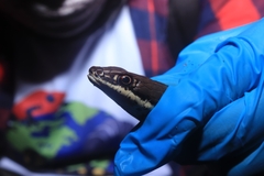 Masticophis bilineatus