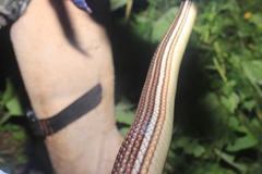 Masticophis bilineatus