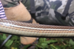 Masticophis bilineatus