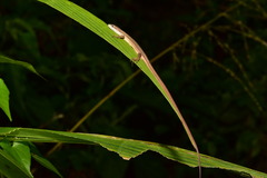 Takydromus luyeanus