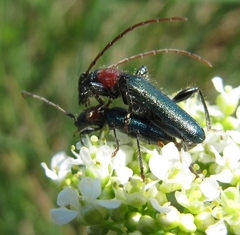 Cartallum ebulinum