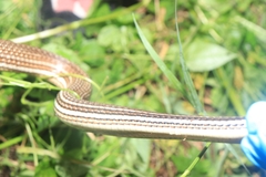 Masticophis bilineatus