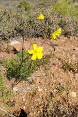 Oxalis pes-caprae