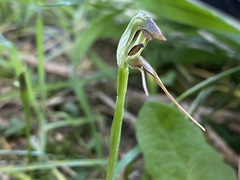 Pterostylis oblonga