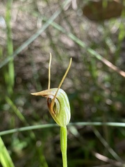 Pterostylis oblonga