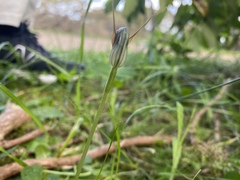 Pterostylis oblonga
