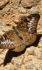 Tanaecia pelea