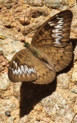 Tanaecia pelea