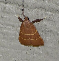 Parachma ochracealis