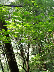 Trochodendron aralioides