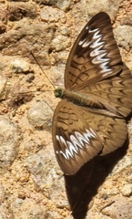 Tanaecia pelea