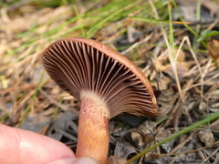 Chroogomphus rutilus