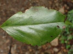 Trochodendron aralioides