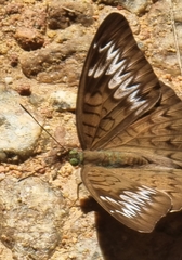 Tanaecia pelea