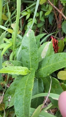 Ficus erecta beecheyana