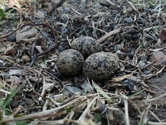 Vanellus coronatus