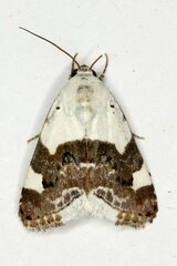Acontia lucida
