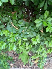 Leucaena leucocephala