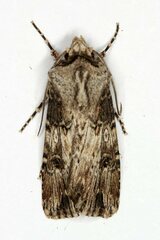 Agrotis catalaunensis
