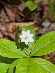 Lysimachia borealis