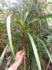 Cordyline stricta
