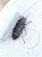 Melanophila consputa