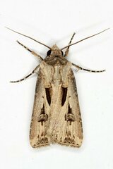 Agrotis spinifera