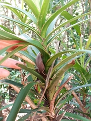 Cordyline stricta